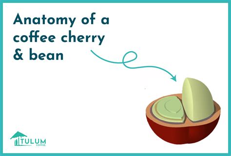 Anatomy of a Coffee Cherry and Bean – Tulum Coffee