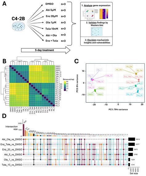 Characterizing Response to PARP Inhibitor Treatment Combinations in ...