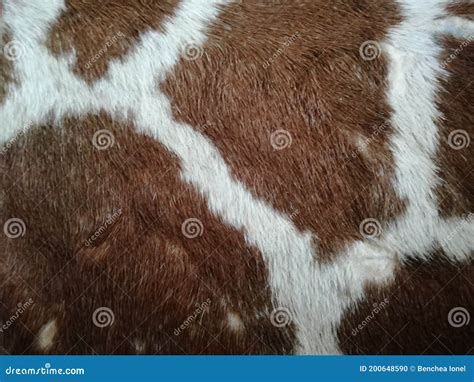 Cowhide Leather Colored Texture Stock Photo - Image of print, farm ...