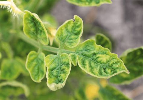 The most devastating types of tomato viruses | Syngenta
