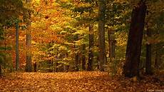 Fall Backgrounds Gif by Crisp And Golden As An Apple Welcome Autumn With 13 Fall Fall Backgrounds Gif