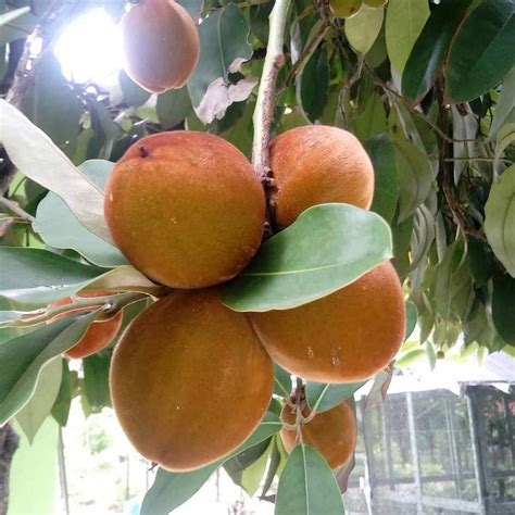 Creative Farmer Garden Rare Velvet Apple Mabolo Fruit Live Seedling ...