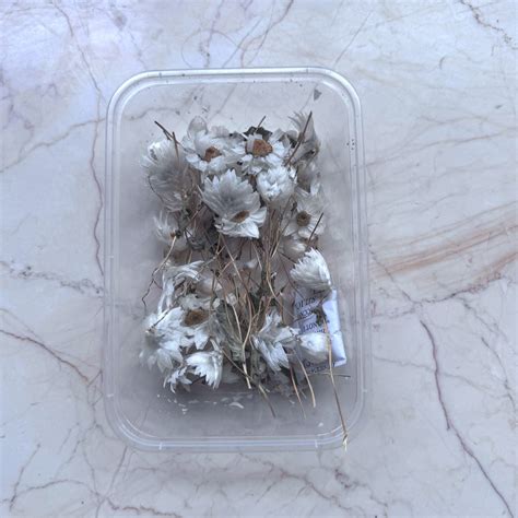 Wild Himalayan Daisy Box