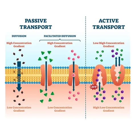 Virtual Lab: Exploring Varieties of Transporter Proteins in Cell ...