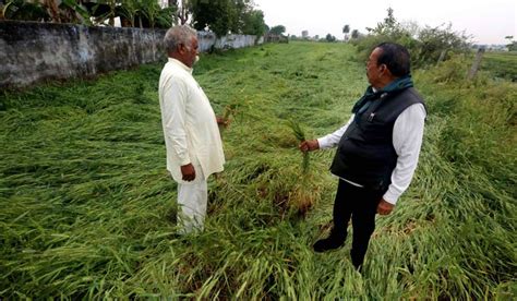 Madhya Pradesh: Prelim survey shows rain, hailstorm damaged crops of ...