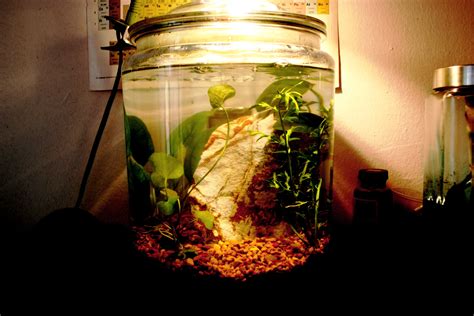 Large Glass Jar Aquarium at Jose Easter blog