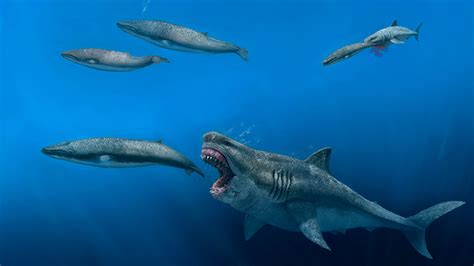 3D模型表明史前巨齿鲨只需五口就能吃掉一头虎鲸 - 神秘的地球 科学|自然|地理|探索