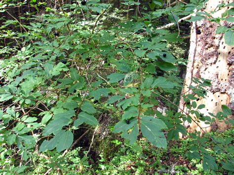 Image result for Lonicera nigra