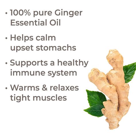 Ginger Essential Oil – Plant Therapy