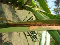 ICT-AAS-coconut