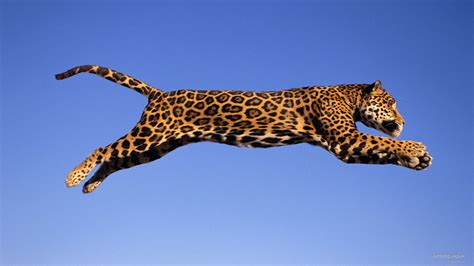 Speed Of Jaguar Animal