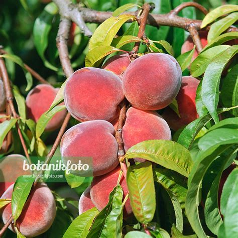 Peach (Prunus persica 'Red Haven') | botanikfoto Picture Library ...