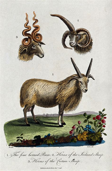 Four Horned Sheep