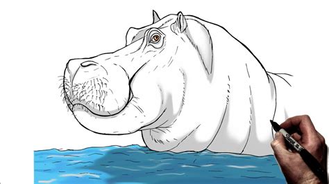 Hippopotamus Drawing In Water