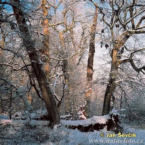 Doğa ve Manzara Resimleri (4. Katalog) - Sayfa 6