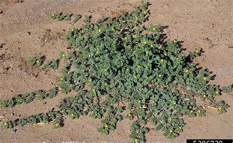 Bildergebnis für goathead thorns