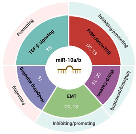 Dual Roles of miR-10a and miR-10b as Tumor Suppressors and Oncogenes in ...