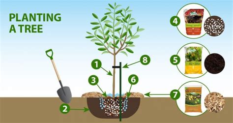 Image result for Tree-Planting Steps