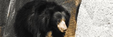 Animal Stock - Arignar Anna Zoological Park