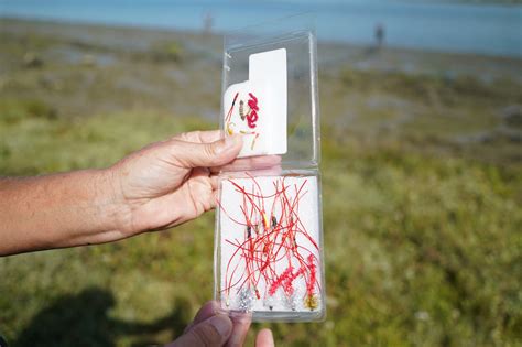 Mullet Fly Pattern 的图像结果