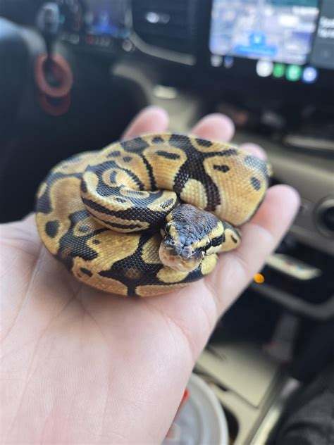 Image result for My First Ball Python