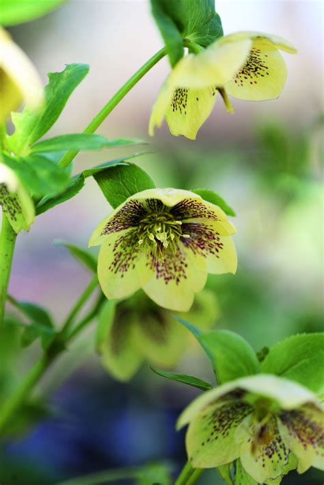 Best rabbit repellent plants: 10 plants to protect your yard | Homes ...