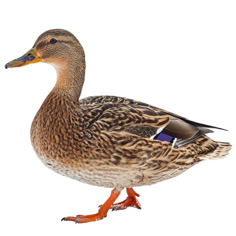 Ducklings: Mallard - Female - My Pet Chicken