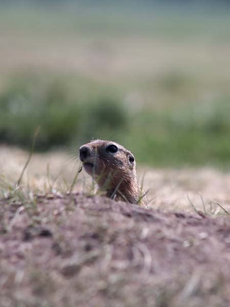 Image result for Gopher Types