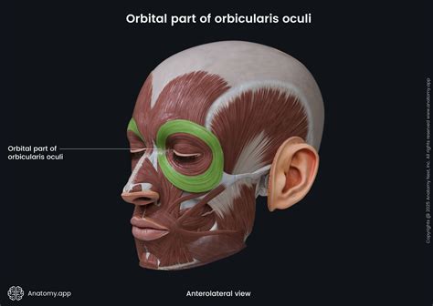 Orbital part of orbicularis oculi | Anatomy.app