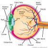 WHAT IS EYE XERGUIOKJHGDCFGHJUHNBGVCVBJKNHVC - Brainly.in