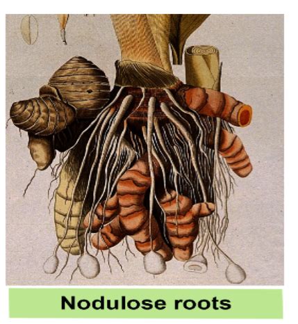 the root in biology: Definition, Types and Importance | AESL