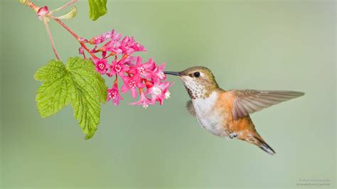 Hummingbird Wallpaper