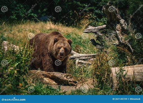 Large Grizzly Bear Walking Near the Log with Trees in the Background ...