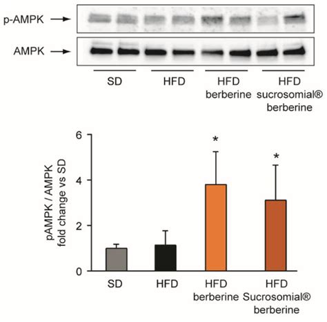 In Vitro and In Vivo Sucrosomial® Berberine Activity on Insulin Resistance