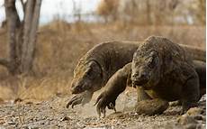 Komodo Wallpaper by Komodo Hd Wallpaper Background Image 2560x1600 Komodo Wallpaper