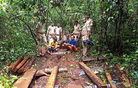 Belthangady: Four arrested for illegally chopping trees down in forest area