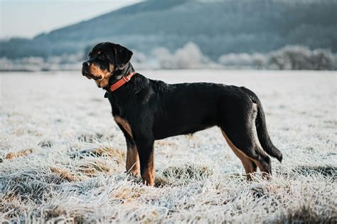 Comprehensive Guide to Rottweiler Lifespan and Care
