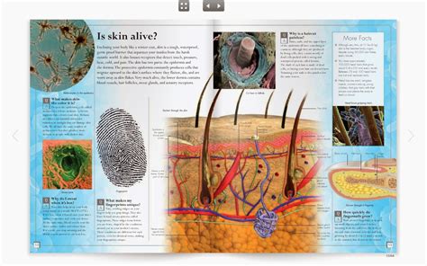 Skin Model 8th Class Science Project 的图像结果