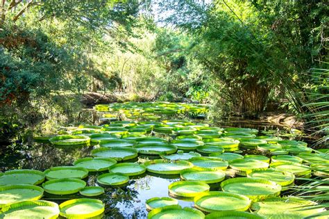 Florida Botanical Gardens in St. Petersburg-Clearwater - Gorgeous ...