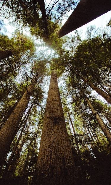 Tree Canopy 的图像结果