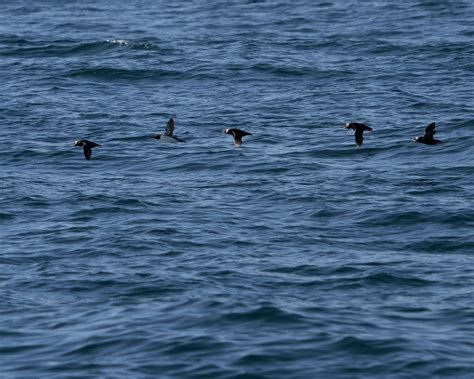 Download wallpaper 1280x1024 birds, wings, flight, sea standard 5:4 hd ...