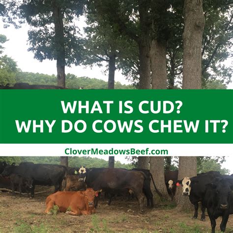 what-is-cud-why-do-cows-chew-cud-cow-cud-clover-meadows-beef-grass-fed ...