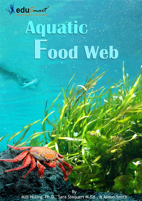 Aquatic Food Chain Modeling Vitamin B1 Transfer To Consumers In The