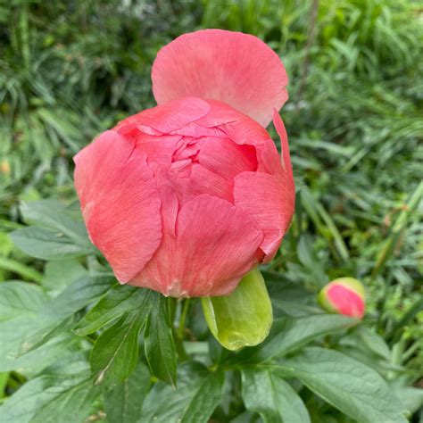 Spring Garden Tips — Gardening Charlotte