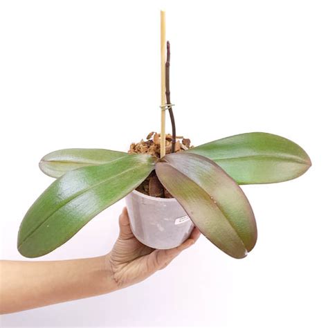 New Arrivals! – Orchid-Tree
