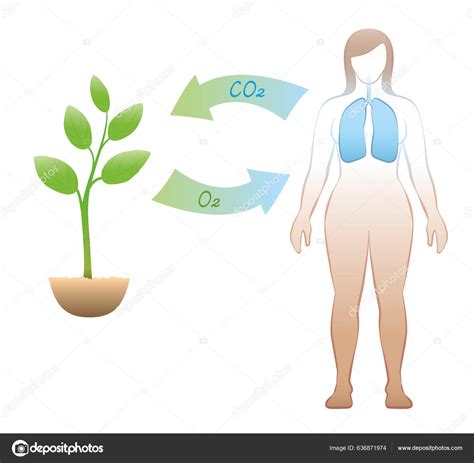 Carbon Dioxide Oxygen Exchange Humans Plants Exhalation Absorption Co2 Carbon Stock Vector by ...