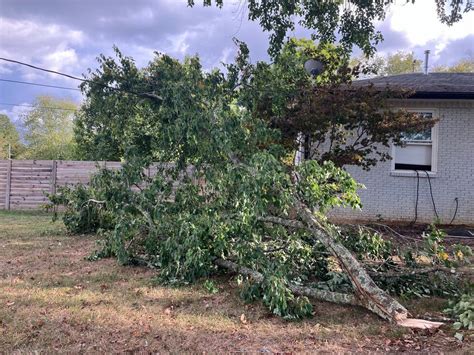 Image result for Tree Falling Hit Power Line