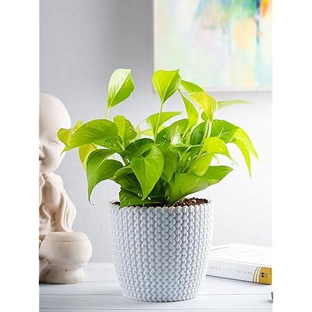 Ugaoo Golden Money Plant with Self Watering Flower Pot, Pot Height 4 ...
