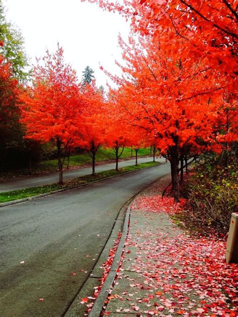 Red Maple Fast Growing 的图像结果