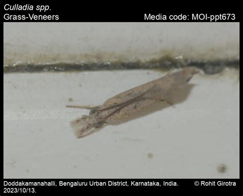 Culladia spp. | Moths